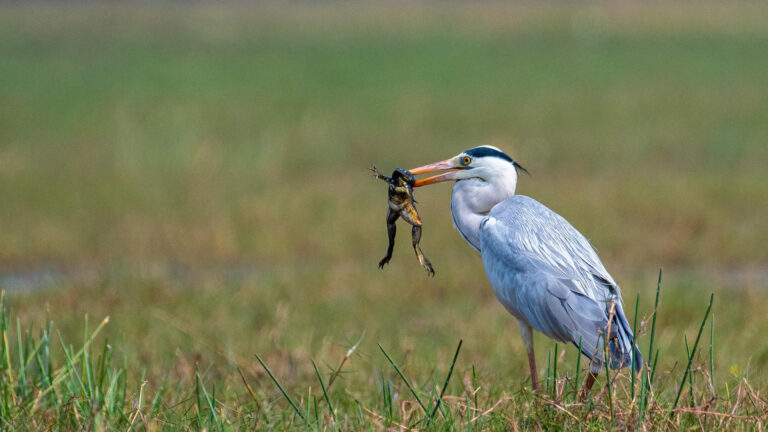 Grey_Heron_With_Frog_Catch_272